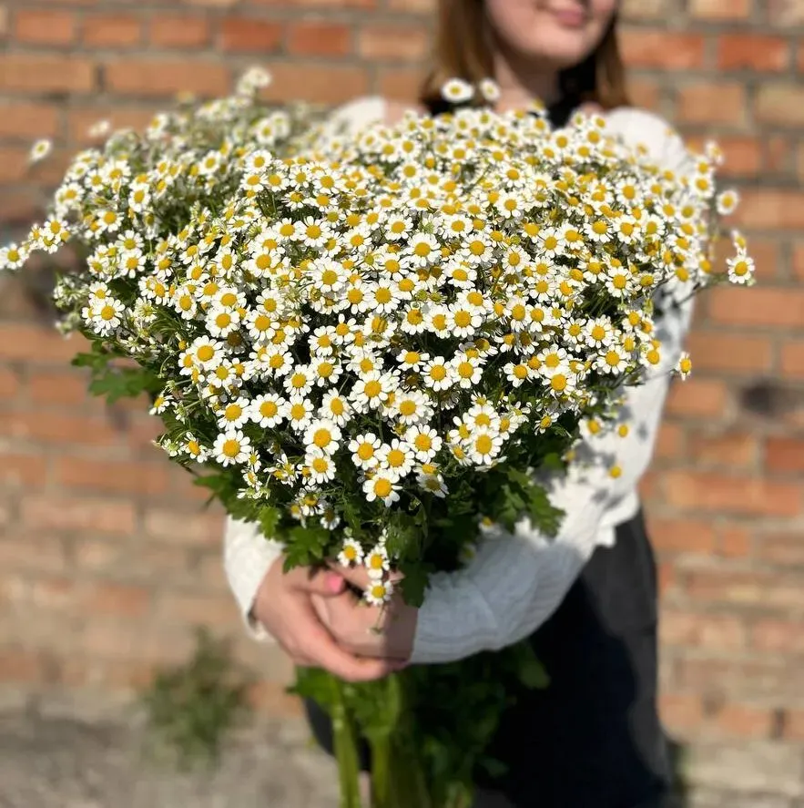 Букет из 21 полевой ромашки